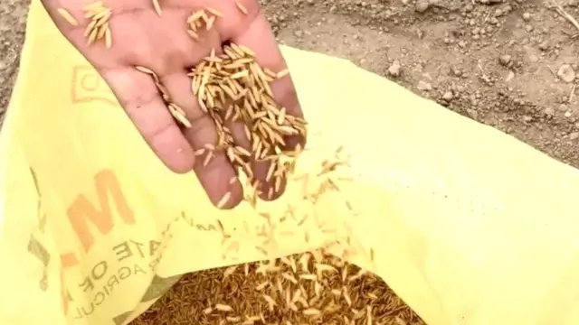 ਸਿੱਧੀ ਬਿਜਾਈ