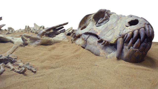 Huesos fosilizados de dinosaurio