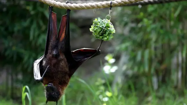 वटवाघूळ