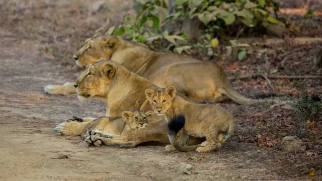 குஜராத் கிர் காடு