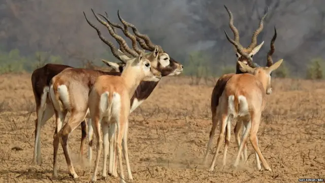 ਕਾਲਾ ਹਿਰਨ