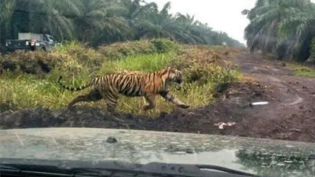 harimau