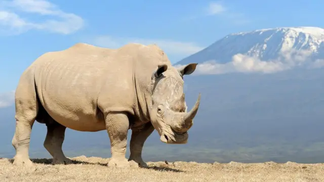 Білий носоріг