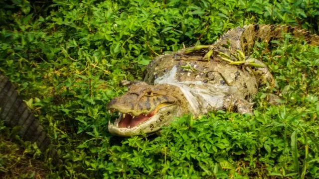 Jacaré encontrado com saco plástico enrolado no pescoço na Barra da Tijuca