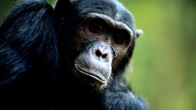 Chimpanzé no Parque Nacional das Montanhas Mahale, na Tanzânia