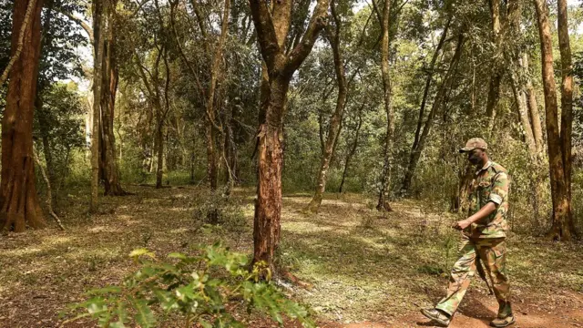 Des gardes forestiers kenyans patrouillent.