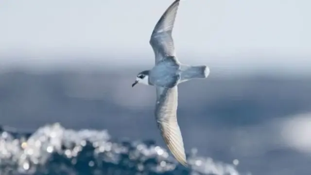 แพลงก์ตอนที่มาจับบนผิวขยะพลาสติกในทะเล ทำให้เกิดกลิ่นคล้ายอาหารที่นกกิน