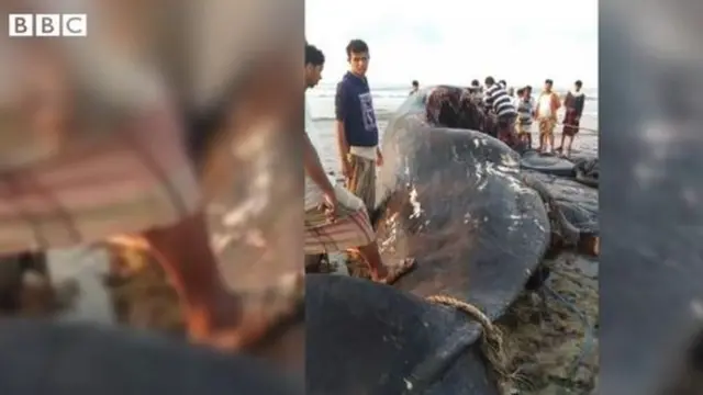 Des pêcheurs yéménites trouvent une valeur de 1,5 million de dollars d'ambre gris dans le ventre d'une baleine