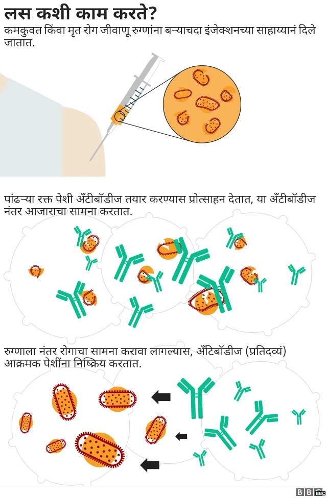 लस कशी काम करते