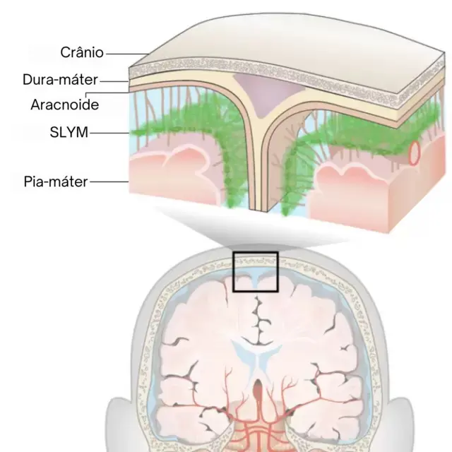 Meninges