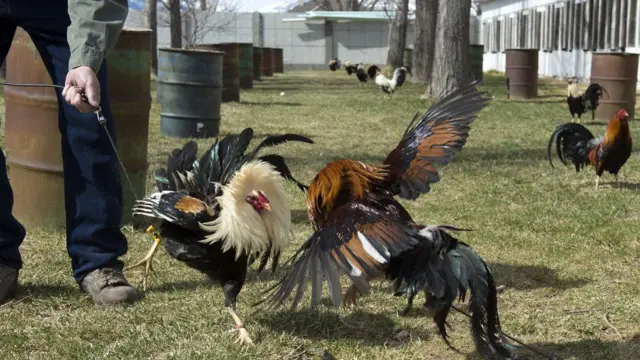 కోడి పందేలు