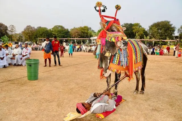 కర్నూలులో సంక్రాంతి సంబరాల్లో గంగిరెద్దులాట