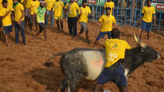 ஜல்லிக்கட்டு