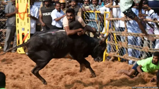 जल्लीकट्टु का बैल