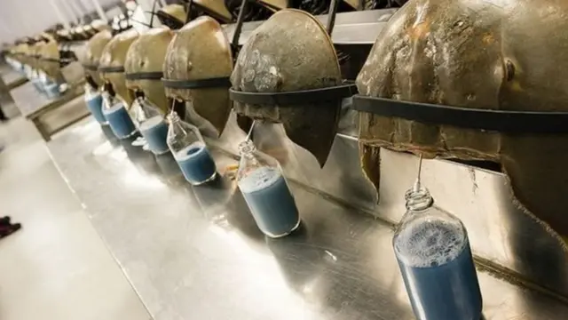 bu gün nalvari yengəclər qan mavi qan dərman sənayesi