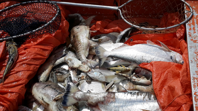 Peixes mortos no rio Teles Pires