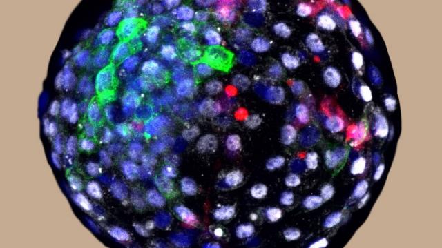 Human cells were grown in an early monkey embryo
