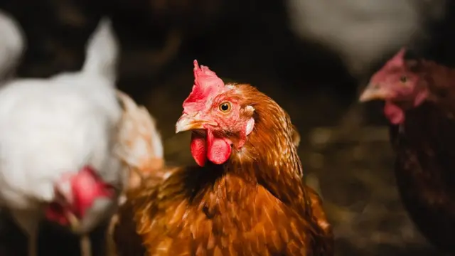 "H10N3 Bird flu" [Avia influenza:] China report first human case of 'H10N3 bird flu'