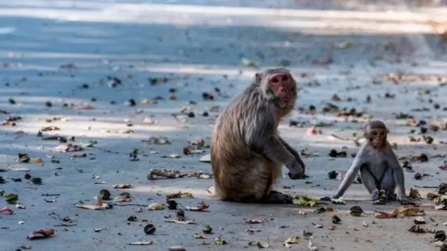 Ngedere pia wameingia mitaani nchini India na kuzoa mabaki ya chakula wanayokutana nayo.