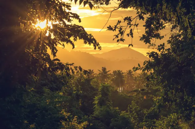 Bosque tropical en República Dominicana.