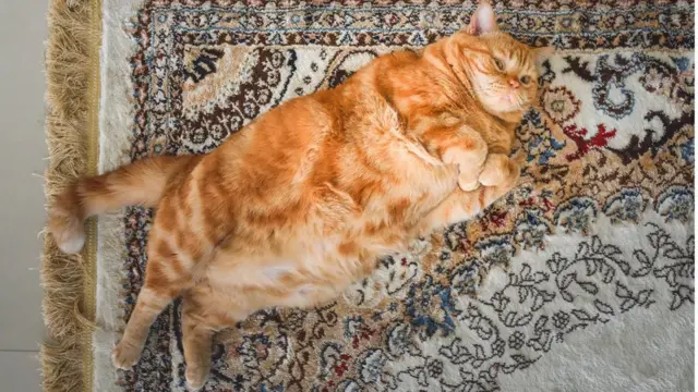 الحيوانات الأليفة التي تستهلك كميات كبيرة من الأطعمة المصنعة الغنية بالسعرات الحرارية قد تصاب بالسمنة مثل البشر