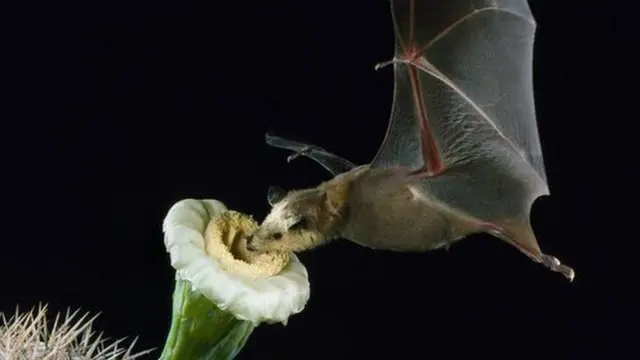 Une chauve-souris le bec dans une fleur jaune