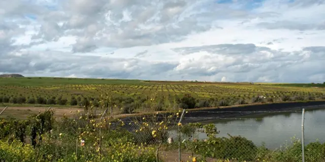 जैतून का बाग़