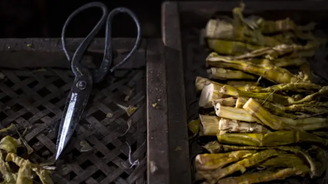 Ụfọdụ mmadụ ji mkpa ebi akwụkwọ nrị