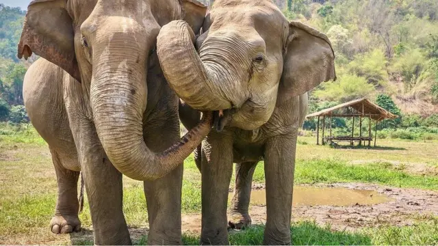 Elephant, Tea Garden, हाथी, चाय का बागान, Assam, असम