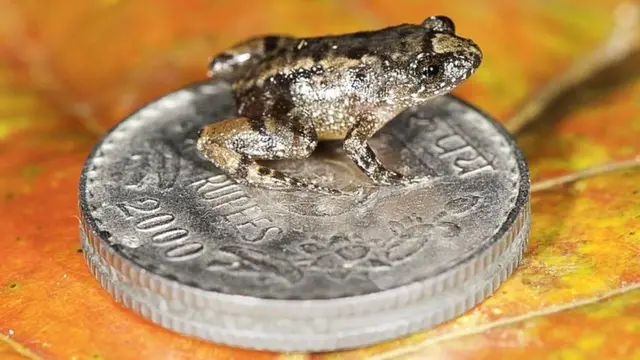 सिक्के पर मेढक