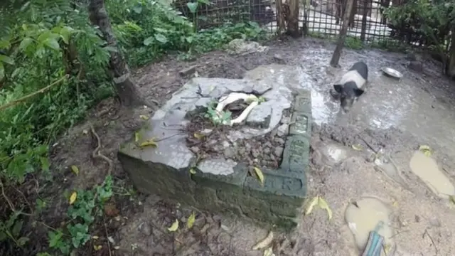 चाय बागान में टूटा हुआ टॉयलेट