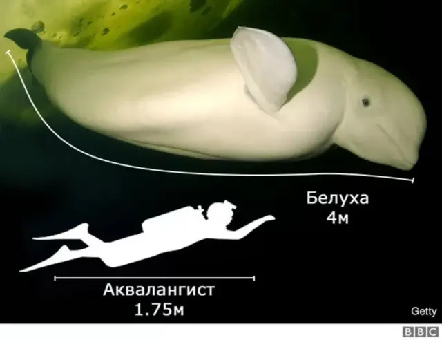 Кит и аквалангист