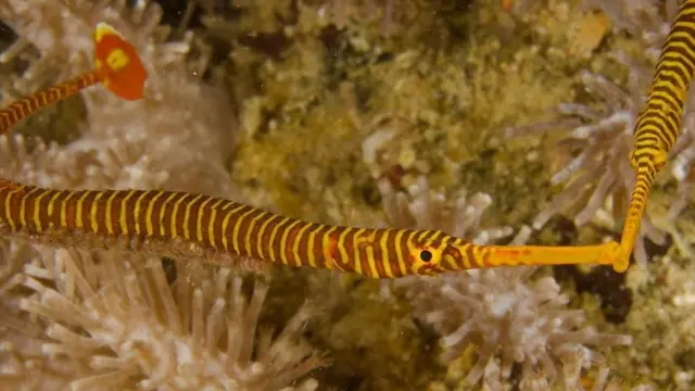 Самец желтополосой морской иглы (Dunckerocampus pessuliferus)