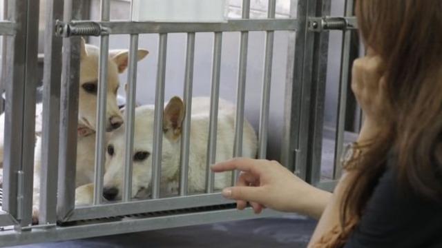 La última propuesta de Vox: matar a los perros abandonados