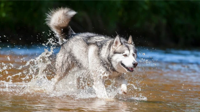 หมาลุยน้ำ