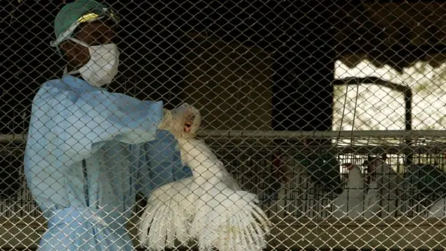 बर्ड फ्लू, कोरोना, आरोग्य