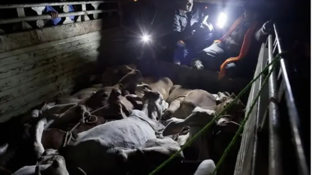 গরুর ট্রাক পরীক্ষা করছে গো-রক্ষকরা