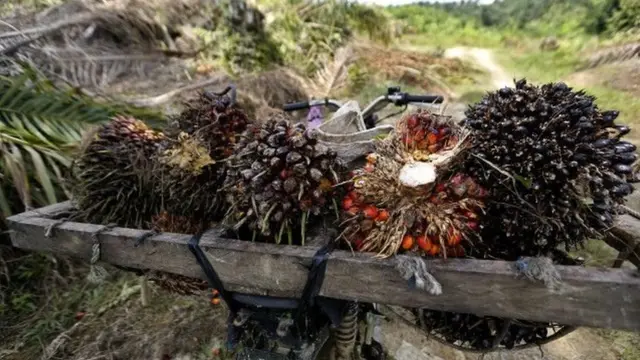 Ilustrasi buah kelapa sawit.