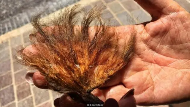 समुद्री रेशम के रेशे कुछ ऐसे दिखते हैं.