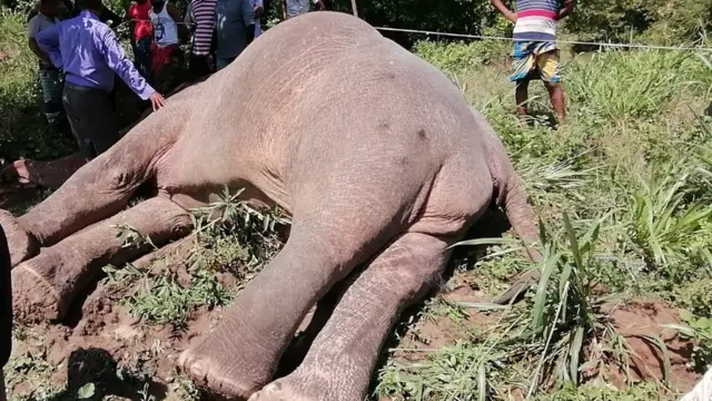 හබරණ, ආසිරිගම ප්‍රදේශයේදී වෙඩි වැදී මැරී සිටි අලියා.