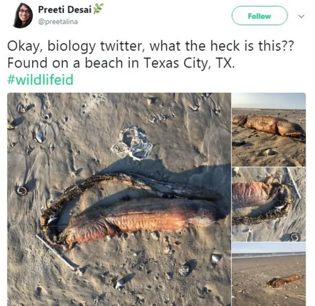 प्रीति देसाई ने ट्विटर पर यह तस्वीर पोस्ट की