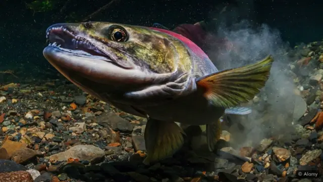 సాల్మన్ చేప