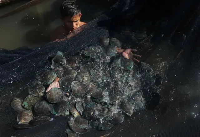 Un niño extrae peces aracá-disco de una reserva natural.