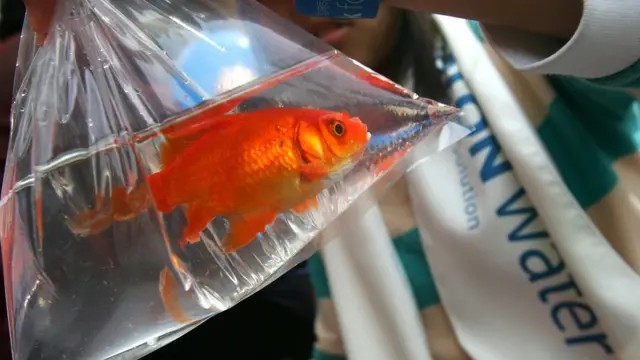 ในที่สุด ความพยายามที่จะไม่ให้ปลามีแอลกอฮอล์ในเลือดกลับไม่เป็นผล