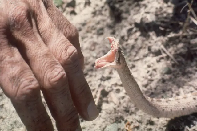 కాటు వేసేందుకు నోరు తెరిచిన పాము