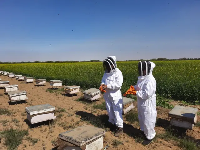 મધમાખી ઉછેર