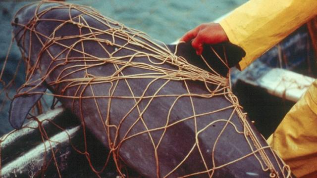 聖安德魯斯大學發佈的一張未註明日期的照片，顯示一隻小頭鼠海豚被捕撈石首魚的流刺網纏住後死亡。