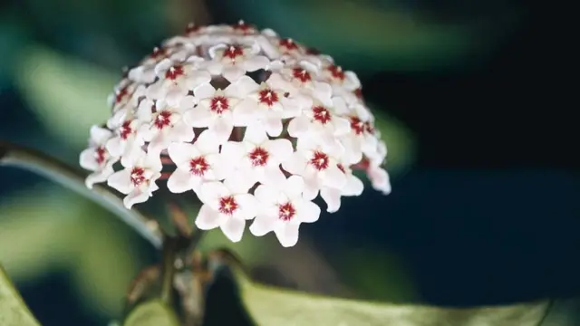 Hoya carnosa