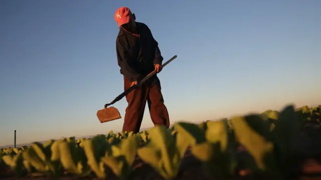 Un trabajador en una granja en California.