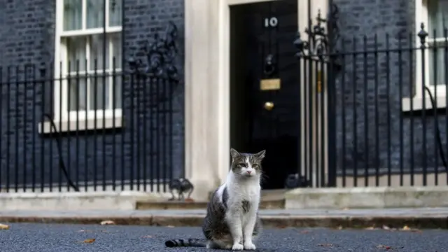 لری، گربه مقر نخست‌وزیری بریتانیا
